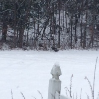 turkeys making their way into our woods